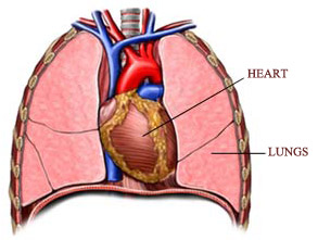 heartlungs